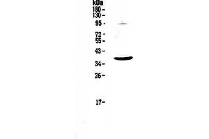Western blot analysis of SCF using anti-SCF antibody . (KIT Ligand Antikörper  (AA 26-190))