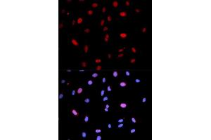 Immunofluorescence (IF) image for anti-Mitogen-Activated Protein Kinase Kinase 6 (MAP2K6) (pSer207) antibody (ABIN1870360) (MAP2K6 Antikörper  (pSer207))