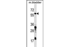 CORO1C Antibody (C-term) (ABIN1537223 and ABIN2850131) western blot analysis in mouse bladder tissue lysates (35 μg/lane). (CORO1C Antikörper  (C-Term))