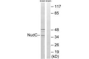 Western blot analysis of extracts from rat brain cells, using NudC (Ab-326) antibody. (NUDC Antikörper  (Ser326))
