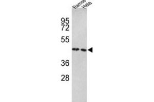 Western Blotting (WB) image for anti-Tu Translation Elongation Factor, Mitochondrial (Tufm) antibody (ABIN3001714) (TUFM Antikörper)