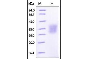 SDS-PAGE (SDS) image for Angiopoietin-Like 3 (ANGPTL3) (AA 17-220) protein (His tag) (ABIN2180588) (ANGPTL3 Protein (AA 17-220) (His tag))