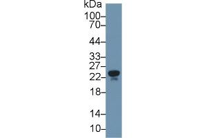 Western Blotting (WB) image for anti-Apolipoprotein M (APOM) (AA 8-188) antibody (ABIN7434803)