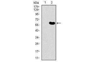 Image no. 3 for anti-DKK3 antibody (ABIN1491710) (DKK3 Antikörper)