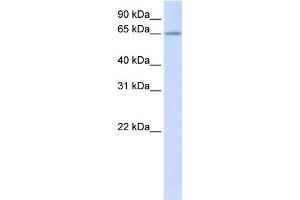 WB Suggested Anti-RSPRY1 Antibody Titration:  0. (RSPRY1 Antikörper  (N-Term))