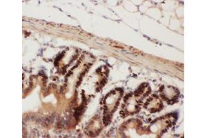 IHC-P testing of mouse intestine tissue (Beclin 1 Antikörper  (AA 1-354))