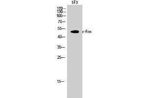 Western Blotting (WB) image for anti-c-Fos (c-Fos) (Ser389) antibody (ABIN3174369) (c-FOS Antikörper  (Ser389))