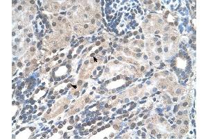 PIGV antibody was used for immunohistochemistry at a concentration of 4-8 ug/ml to stain Epithelial cells of renal tubule (arrows) in Human Kidney. (PIGV Antikörper  (N-Term))