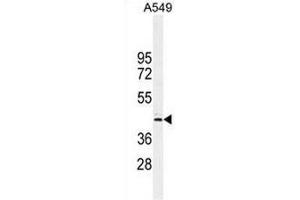CT112 Antibody (Center) western blot analysis in A549 cell line lysates (35µg/lane).