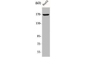 Western Blot analysis of HepG2 cells using COL4A6 Polyclonal Antibody (COL4a6 Antikörper  (C-Term))