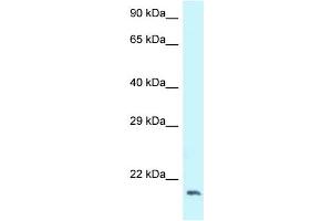 WB Suggested Anti-DCTN3 Antibody Titration: 1. (DCTN3 Antikörper  (C-Term))
