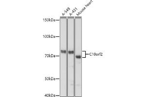 Western blot analysis of extracts of various cell lines, using C10orf2 antibody (ABIN6129358, ABIN6137715, ABIN6137717 and ABIN6220923) at 1:1000 dilution. (C10orf2 Antikörper  (AA 385-684))