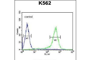 Flow cytometric analysis of K562 cells (right histogram) compared to a negative control cell (left histogram). (TMEM132D Antikörper  (C-Term))