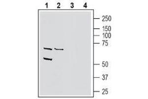 Western blot analysis of human THP-1 monocytic leukemia cell line lysate (lanes 1 and 3) and human MCF-7 breast adenocarcinoma cell line lysate (lanes 2 and 4): - 1-2.