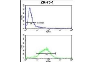 HSL Antibody (C-term) (ABIN652695 and ABIN2842463) FC analysis of ZR-75-1 cells (bottom histogram) compared to a negative control cell (top histogram). (HSPA4L Antikörper  (C-Term))