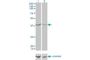Western Blotting (WB) image for anti-ArsA Arsenite Transporter, ATP-Binding, Homolog 1 (ASNA1) (AA 239-349) antibody (ABIN598547) (ASNA1 Antikörper  (AA 239-349))