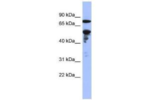 ZNF549 antibody used at 0.