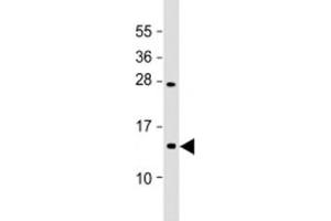 Western blot testing of mouse Neuro-2a cell lysate with EIF1A antibody at 1:2000.