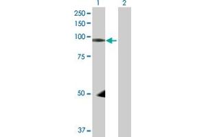 Western Blot analysis of NEDD9 expression in transfected 293T cell line by NEDD9 MaxPab polyclonal antibody. (NEDD9 Antikörper  (AA 1-834))