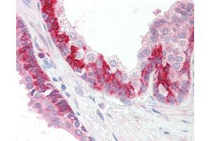 Anti-KEAP1 antibody IHC staining of human prostate. (KEAP1 Antikörper  (C-Term))
