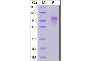 SDS-PAGE (SDS) image for Tumor Necrosis Factor Receptor Superfamily, Member 1B (TNFRSF1B) (AA 23-257) (Active) protein (His tag,AVI tag,Biotin) (ABIN6973283)