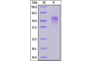 Biotinylated Human TNFR2, His,Avitag™ on  under reducing (R) condition. (TNFRSF1B Protein (AA 23-257) (His tag,AVI tag,Biotin))