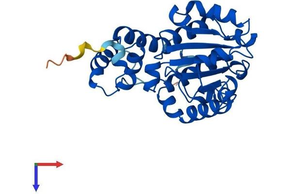 TTPA Protein (AA 1-278) (His tag)