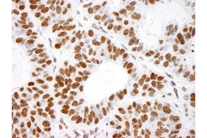 Immunohistochemistry (IHC) image for anti-Histone H4 (HISTH4) (C-Term) antibody (ABIN7453610)