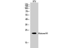Western Blot analysis of 3T3 cells using Histone H1 Polyclonal Antibody at dilution of 1:1000. (Histone H1 Antikörper)