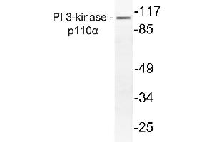 Western blot (WB) analysis of PI3-Kinase p110alpha antibody in extracts from mouse liver. (PIK3CA Antikörper)