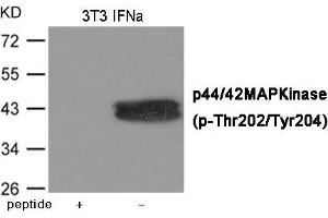 Western blot analysis of extracts from 3T3 cells treated with IFNa using ERK1/2 (Phospho-Thr202/Tyr204) Antibody. (ERK1 Antikörper  (pThr202, pTyr204))