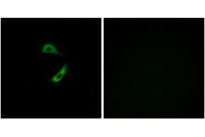 Immunofluorescence (IF) image for anti-Olfactory Receptor, Family 10, Subfamily G, Member 9 (OR10G9) (AA 231-280) antibody (ABIN2890917) (OR10G9 Antikörper  (AA 231-280))