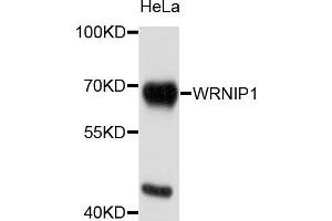 Western blot analysis of extracts of HeLa cells, using WRNIP1 antibody. (WRNIP1 Antikörper)