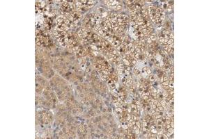 Immunohistochemical staining (Formalin-fixed paraffin-embedded sections) of human adrenal gland with RBM23 polyclonal antibody  shows moderate cytoplasmic positivity in cortical cells. (RBM23 Antikörper)