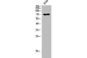 Western Blot analysis of A549 cells using Peroxin 5 Polyclonal Antibody (PEX5 Antikörper  (C-Term))