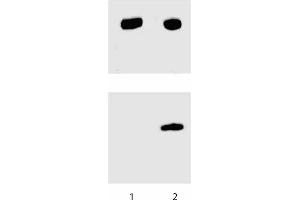 Western blot analysis for Stat3 (pY705).