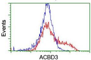 HEK293T cells transfected with either RC208434 overexpress plasmid (Red) or empty vector control plasmid (Blue) were immunostained by anti-ACBD3 antibody (ABIN2455836), and then analyzed by flow cytometry. (ACBD3 Antikörper)