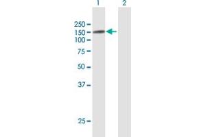 Western Blot analysis of USP10 expression in transfected 293T cell line by USP10 MaxPab polyclonal antibody. (USP10 Antikörper  (AA 1-798))