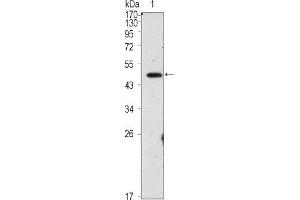 Western blot analysis using OCT4 mouse mAb against PMA treated HepG2 cell lysate (1). (OCT4 Antikörper)