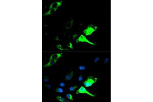 Immunofluorescence analysis of HeLa cell using KRT8 antibody. (KRT8 Antikörper  (AA 1-483))