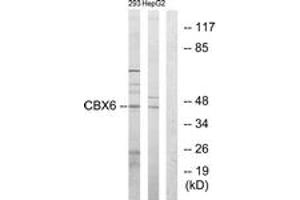 Western Blotting (WB) image for anti-Chromobox Homolog 6 (CBX6) (AA 10-59) antibody (ABIN2889364) (CBX6 Antikörper  (AA 10-59))