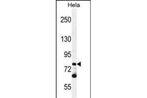 PCDHB10 Antikörper  (C-Term)