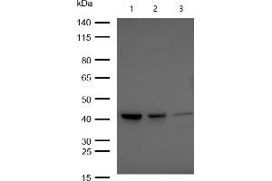 All lanes : BMP6 Rabbit mAb at 1/1k dilution Lane 1 : HUVEC whole cell lysates Lane 2 : 293T whole cell lysates Lane 3 : A549 whole cell lysates Lysates/proteins at 20 μg per lane. (Rekombinanter BMP6 Antikörper)