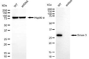 Western blotting analysis using sirtuin 3 antibody (ABIN7800354). (Rekombinanter SIRT3 Antikörper)