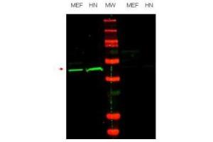 Image no. 1 for anti-POU Class 5 Homeobox 1 (POU5F1) (Internal Region) antibody (ABIN297385) (OCT4 Antikörper  (Internal Region))