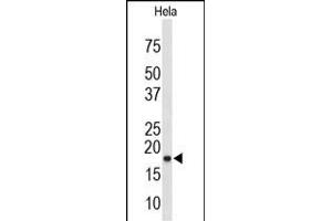 Western blot analysis of COX4I1 Antibody (N-term) (ABIN653098 and ABIN2842689) in Hela cell line lysates (35 μg/lane). (COX IV Antikörper  (N-Term))