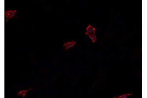 ABIN6266546 staining U-2 OS cells by IF/ICC. (Glucagon Antikörper)