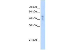 WB Suggested Anti-P2RX1 Antibody Titration:  2. (P2RX1 Antikörper  (Middle Region))