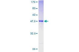 RGS4 Protein (AA 1-205) (GST tag)