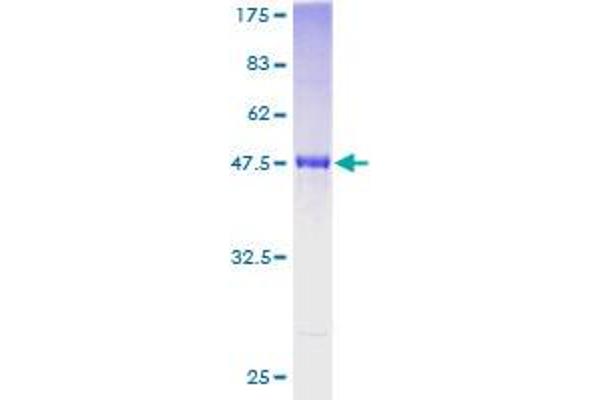 RGS4 Protein (AA 1-205) (GST tag)